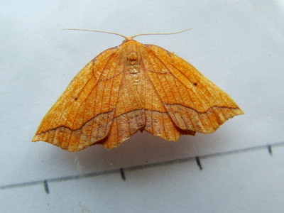 Bordered Beauty